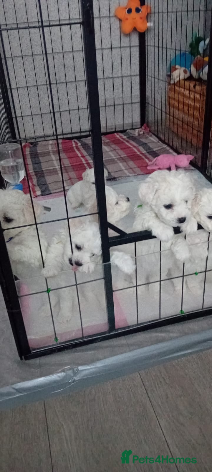 Bichon Frise dogs Bichon Frise (2 boys and 4 girls) - Advert 1