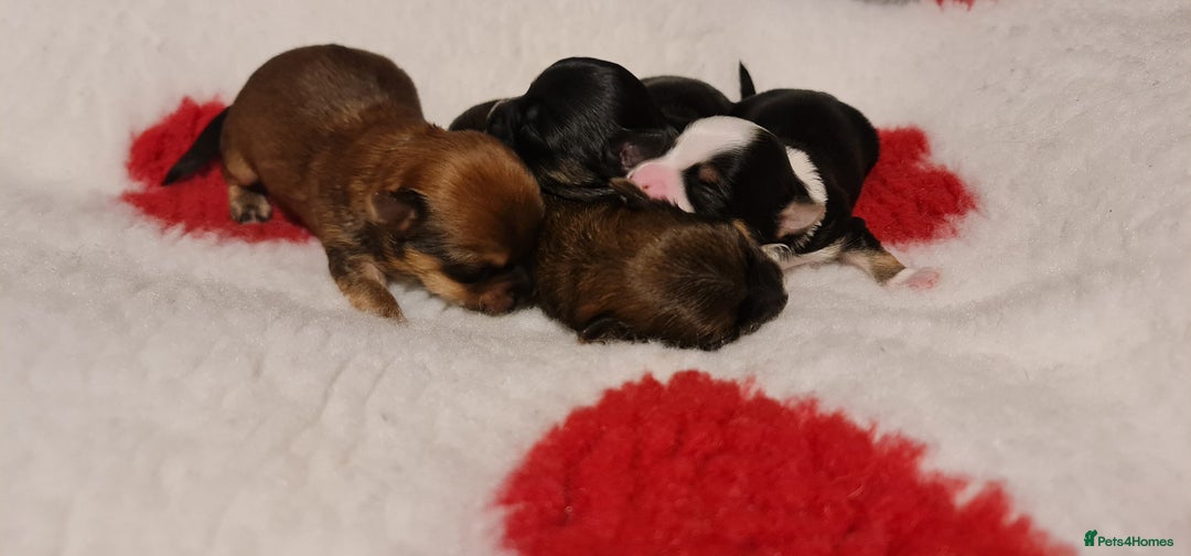 Chorkie dogs for sale: Outstanding Chihuahua x Yorkshire Terrier puppies  - Advert 3
