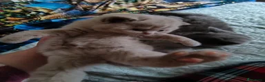 British Shorthair Kitten 3