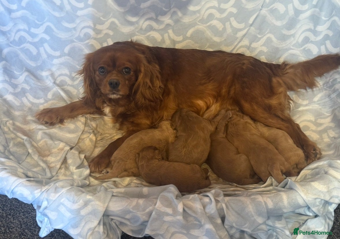 Cavapoo dogs Stunning F1 cavapoos - Advert 1