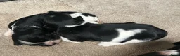 English Springer Spaniel dogs for sale: Beautiful Springer Spaniel Puppies for sale in Honiton - Advert 14
