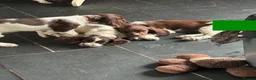English Springer Spaniel dogs for sale: Last 3 5th Generation Liver and White ESS Puppies - Advert 15