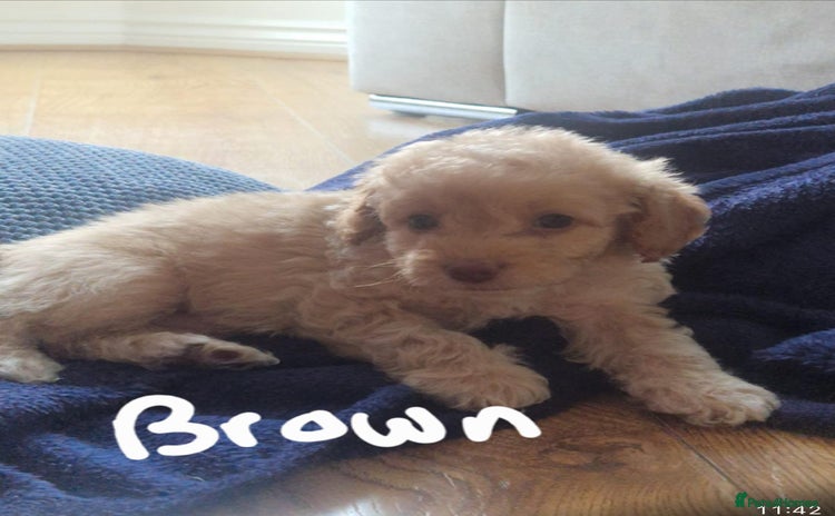 Cavapoo dogs - Advert 16