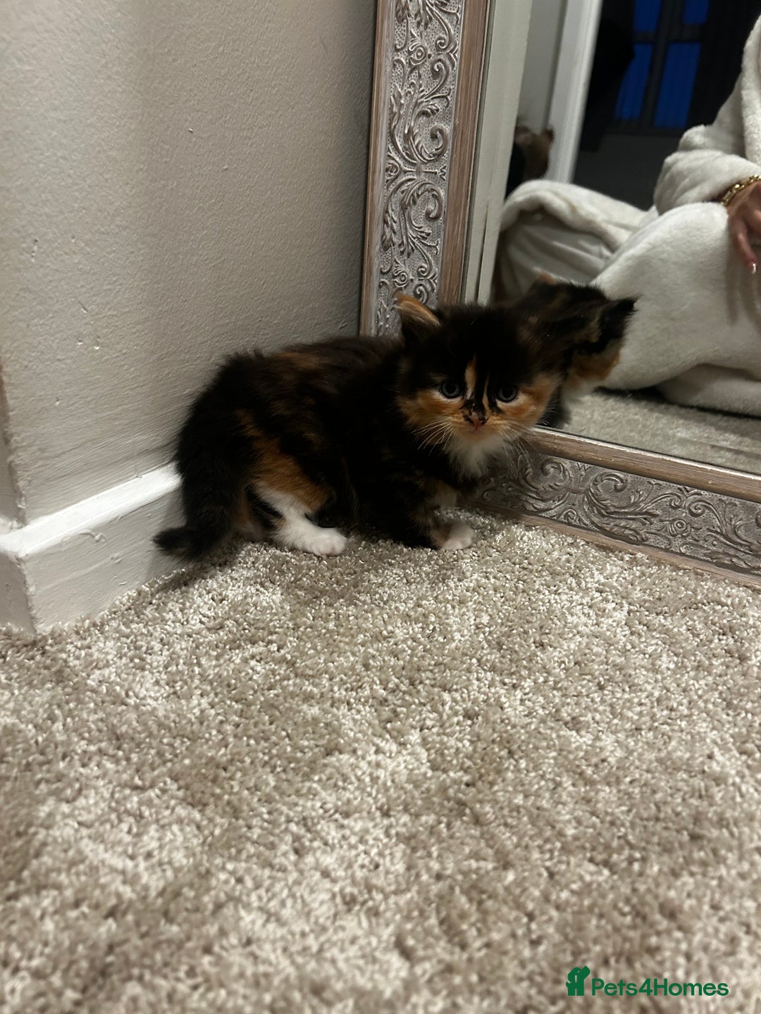 Mixed Breed cats for sale: 8 week old kittens ready for forever home - Advert 7