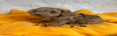 Cavapoo Puppy 3