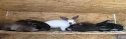 Rex rabbits for sale: Pure breed velvet mini and standard Rex rabbits - Advert 22