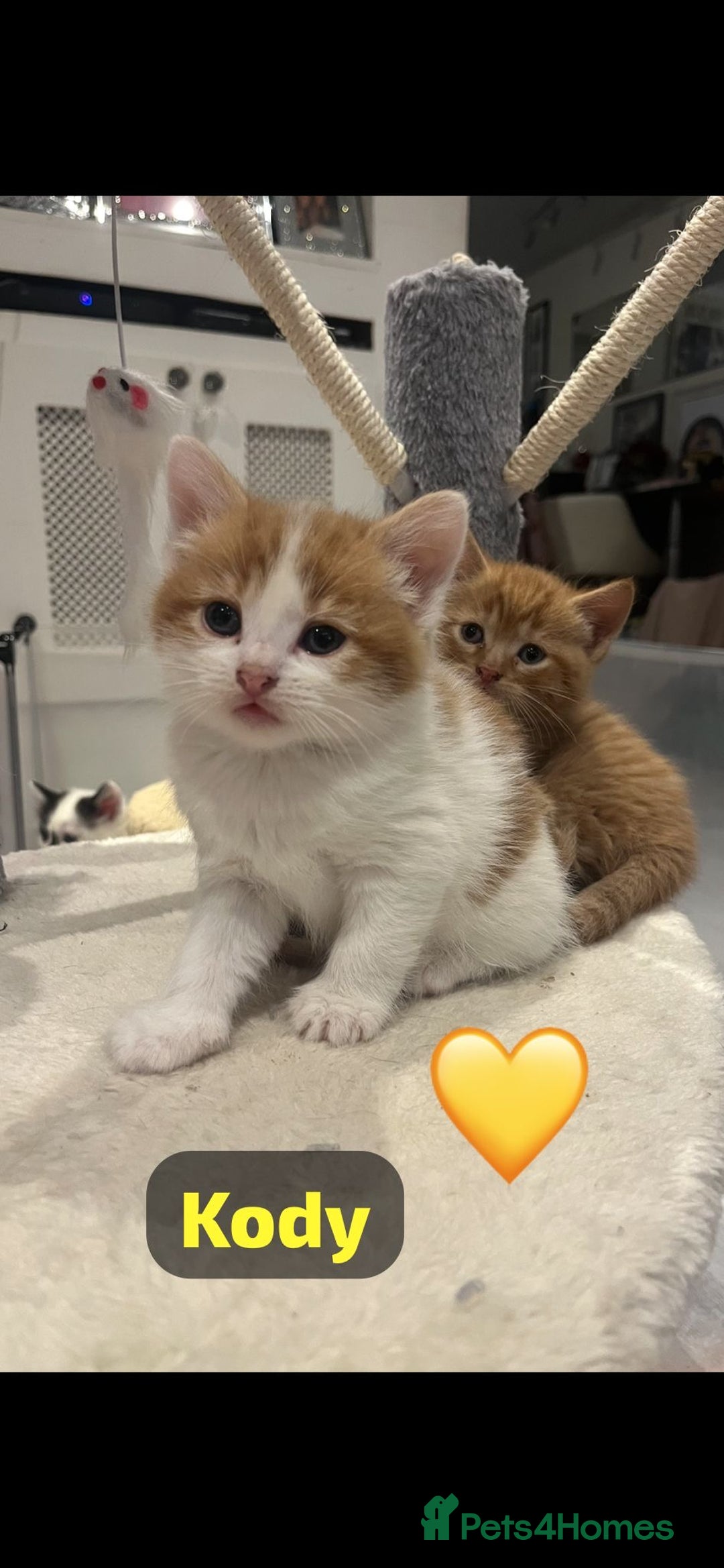 Mixed Breed cats for sale: 🐾 8 Beautiful kittens….🩵🩷 - Advert 4