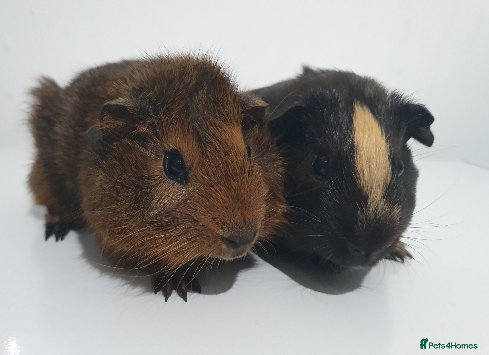 Guinea Pig rodents Beautiful guinea pigs - Advert 1