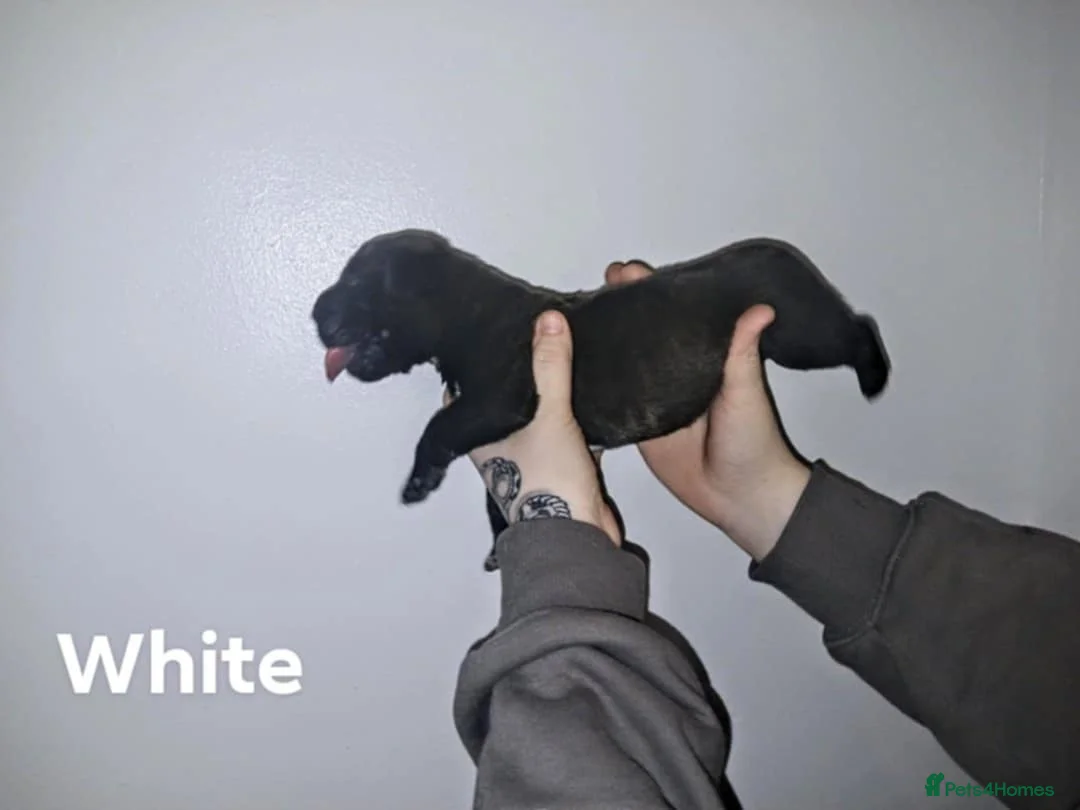 Mixed Breed dogs for sale: CANE CORSO X PRESA CANARIO PUPS £750 - Advert 20