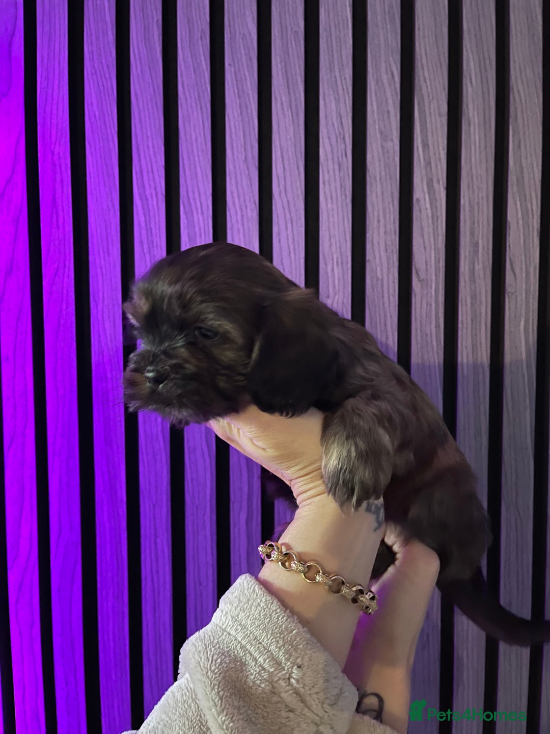 Mixed Breed dogs for sale: Beautiful Shih Tzu X Maltese pups  - Advert 6