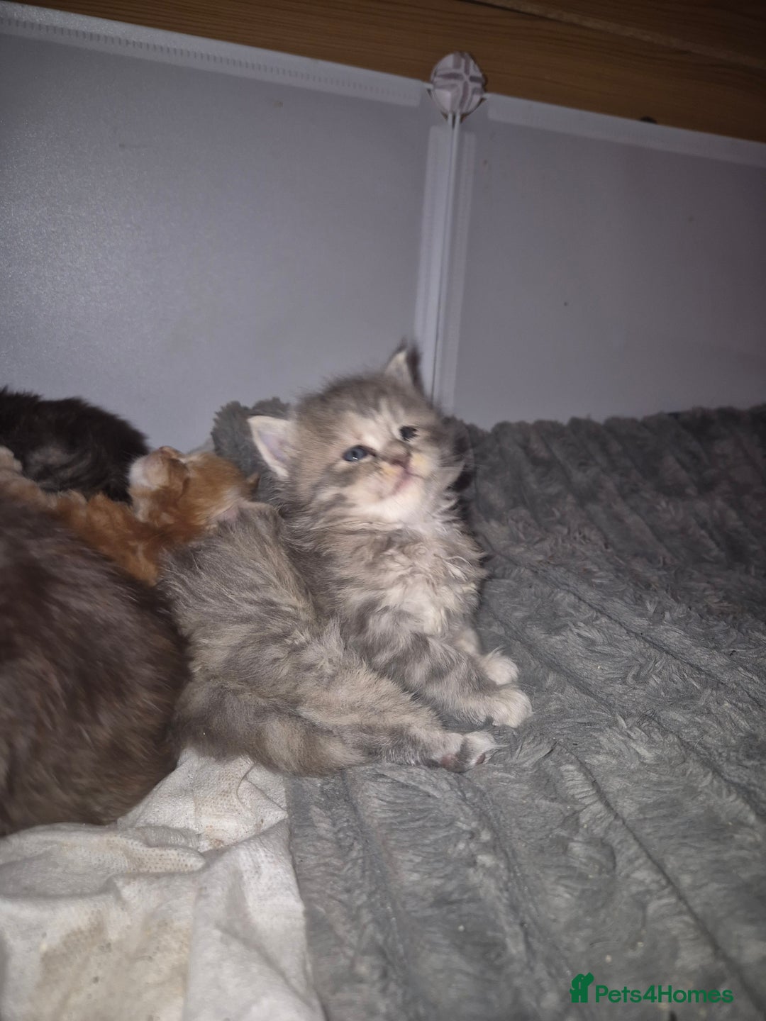 Maine Coon cats for sale: Russian /xxl maine coon - Advert 33