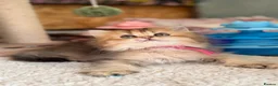 British Longhair cats for sale: British short/longhair odd/blue eyed kittens  - Advert 20