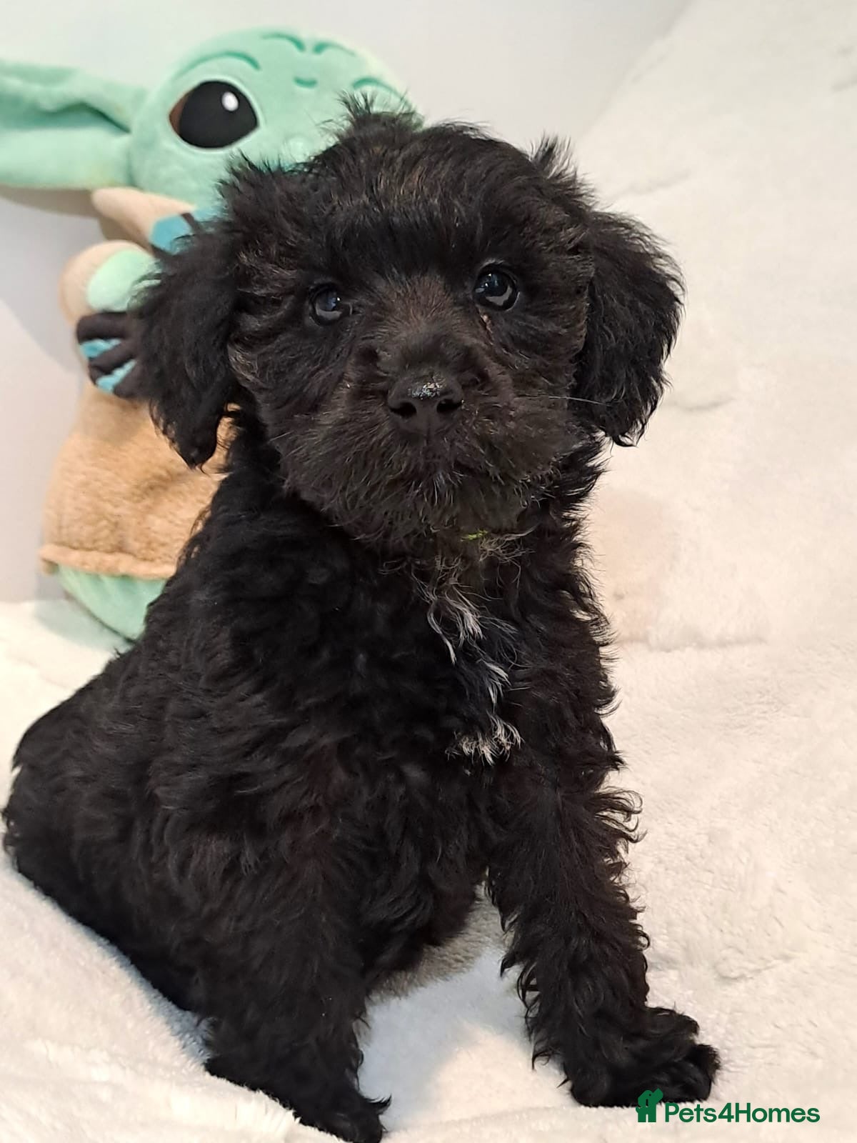 Schnoodle dogs ***READY NOW***Schnoodle pups for sale.  - Advert 1