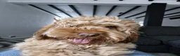 Cockapoo dogs for sale: 1 year old Cockerpoo  - Advert 1