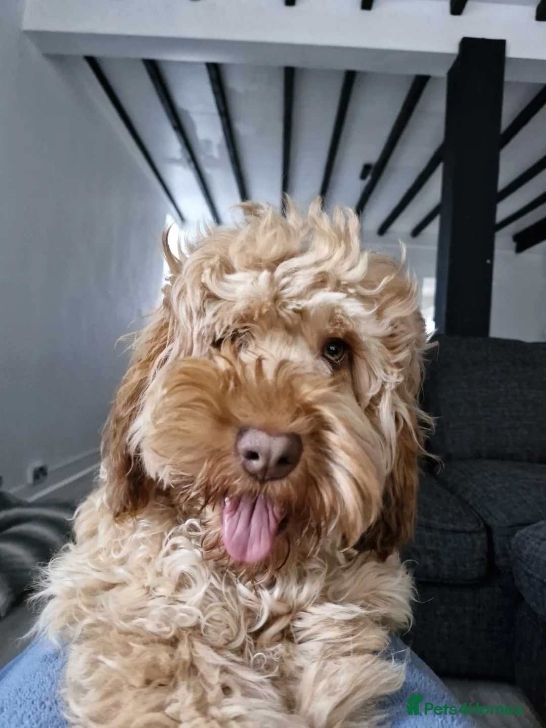 Cockapoo dogs for sale: 1 year old Cockerpoo  - Advert 1
