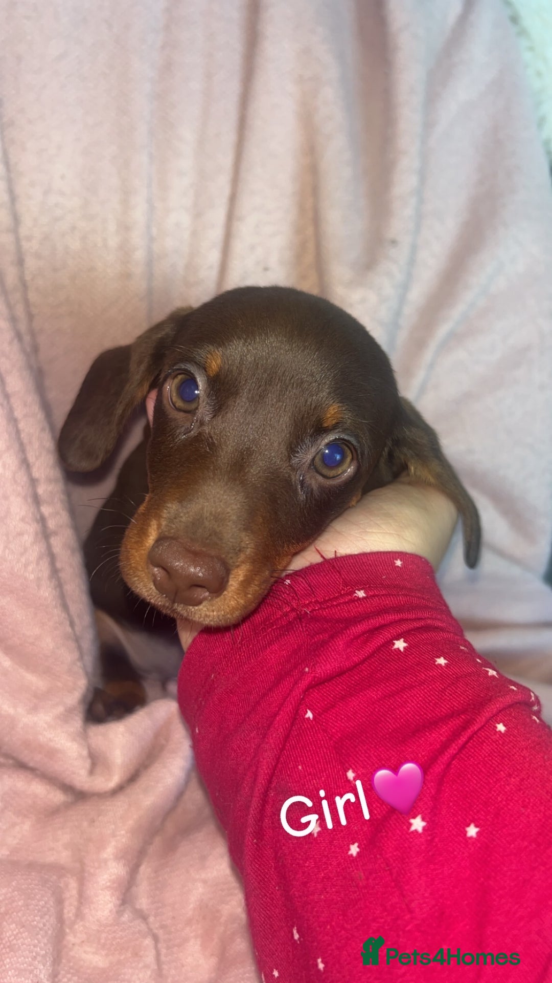 Dachshund dogs for sale: Miniature dachshund puppies - Image 3