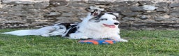 Border Collie dogs for stud: Blue Merle Border Collie **Stud** - Advert 3