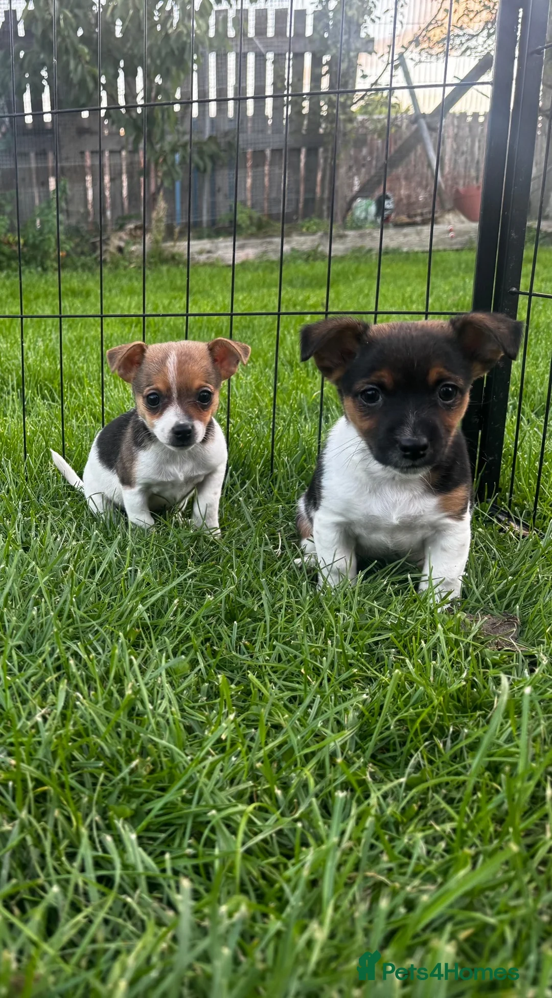 Jack Russell dogs for sale: Jack russel puppies - Advert 1