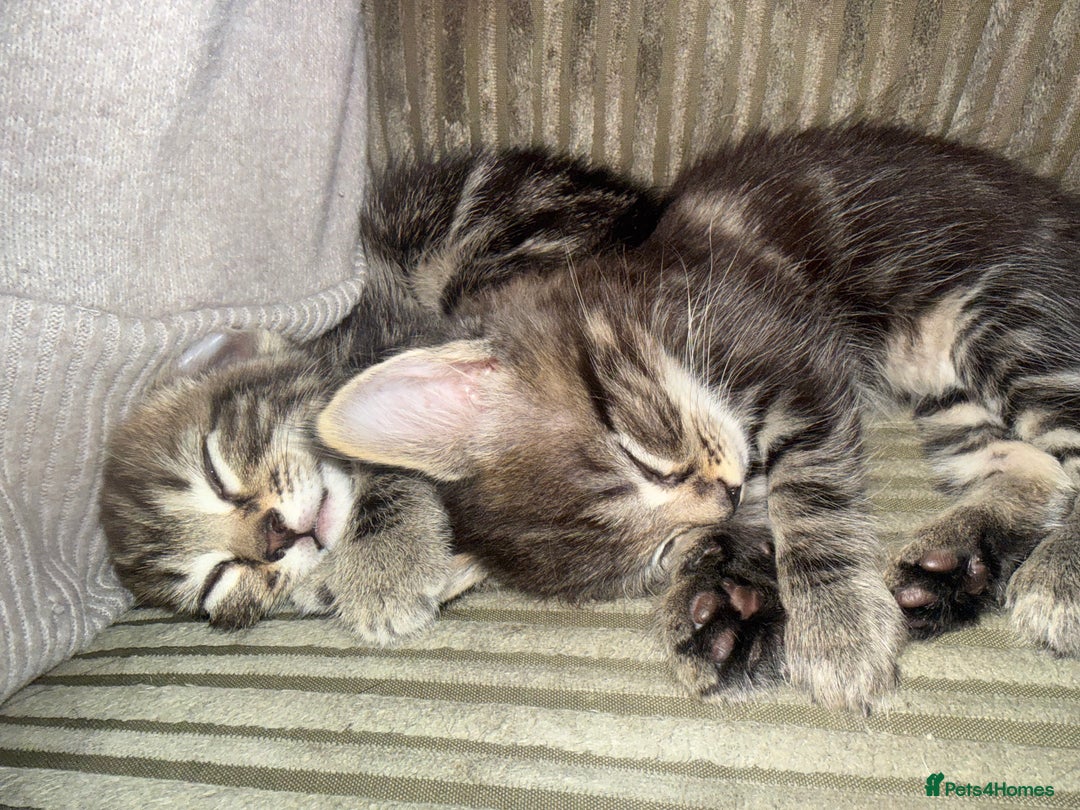 Mixed Breed cats for sale: Mixed breed male kittens - Advert 8