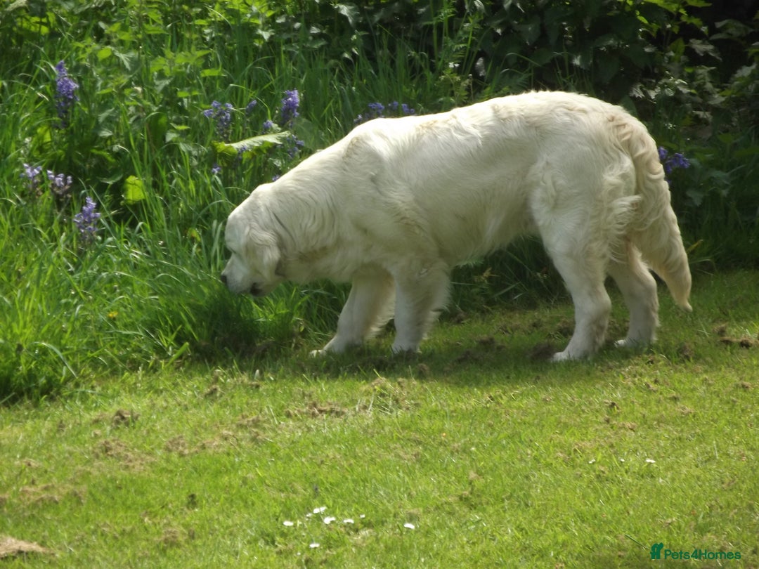 Golden Retriever dogs for stud: CHAMPION SIRED STUD DOG - Image 3