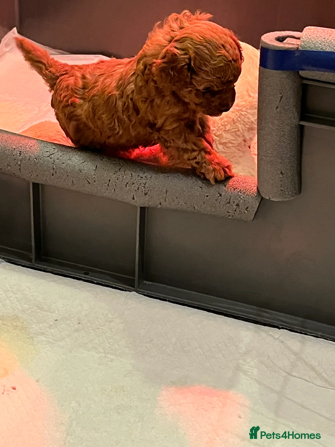 Toy Poodle dogs for sale: Red Toy Poodle  - Advert 3