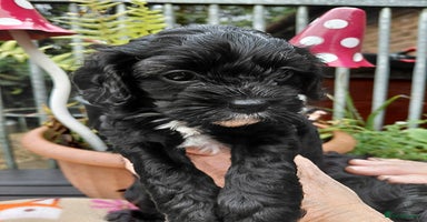 Cavapoo dogs - Advert 3