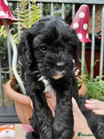 Cavapoo dogs - Advert 3