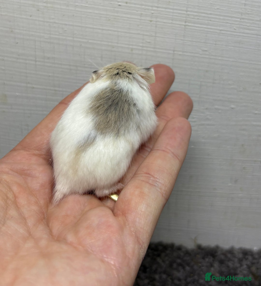 Hamster rodents for sale: Dwarf robrovski hamster babies  - Image 10