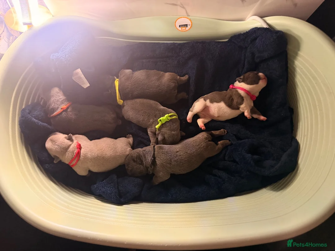 French Bulldog dogs for sale: Frenchie puppies - Advert 2