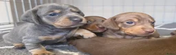 Miniature Dachshund dogs for sale: Adorable KC registered miniature dachshund puppies in Leeds - Advert 23