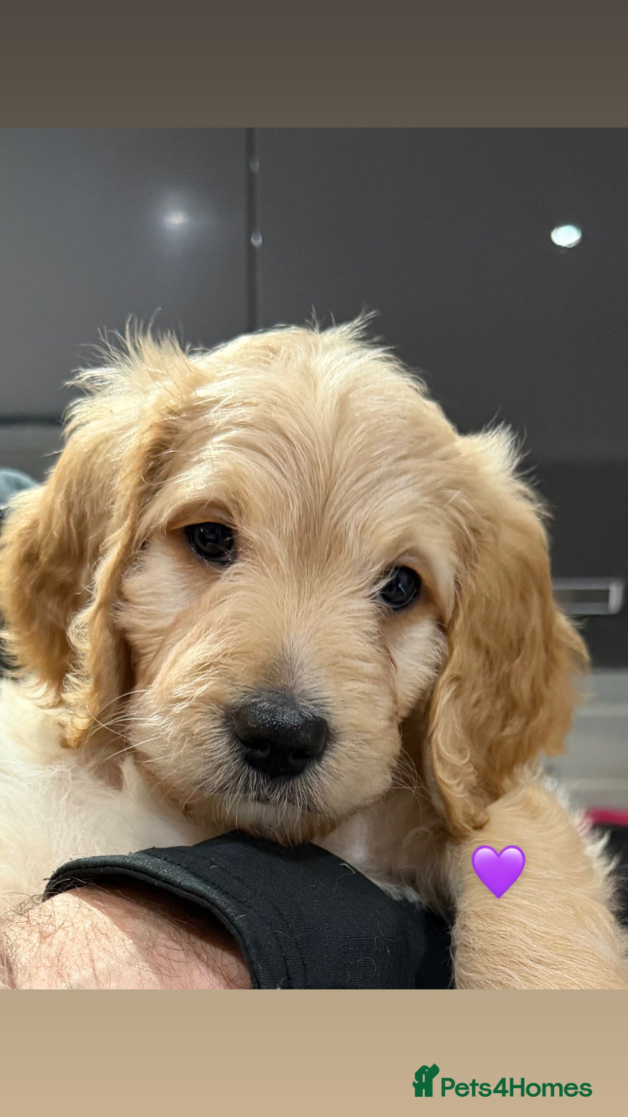 Mixed Breed dogs READY SATURDAY!! Last Golden girl Bernadoodle - Advert 5