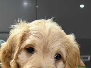 Mixed Breed dogs READY SATURDAY!! Last Golden girl Bernadoodle - Advert 5