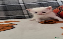 Mixed Breed cats for sale: Kittens for sale 1 female and 1 male  - Image 1