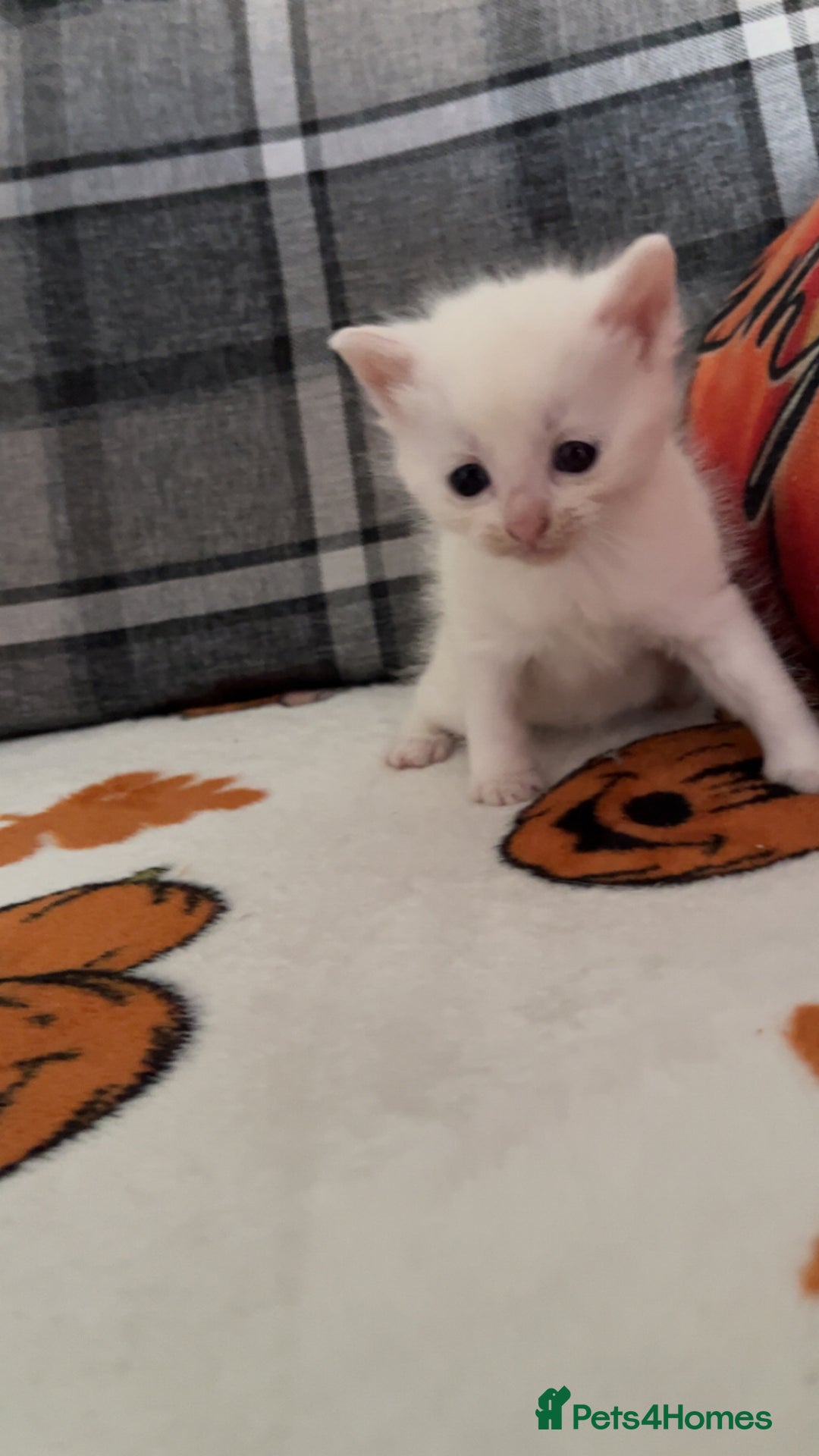 Mixed Breed cats for sale: Kittens for sale 1 female and 1 male  - Image 1