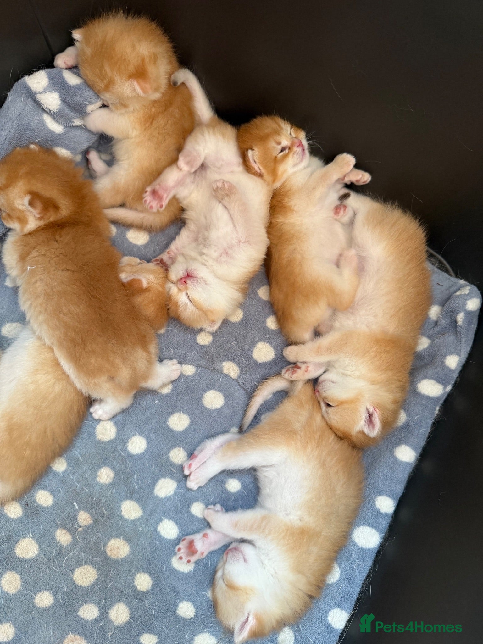 British Shorthair cats GCCF registered Chocolate Golden Kittens - Advert 1