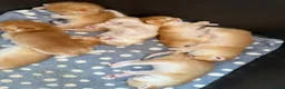British Shorthair cats for sale: GCCF registered Chocolate Golden Kittens - Advert 1