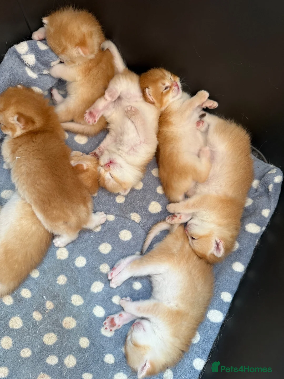 British Shorthair cats for sale: GCCF registered Chocolate Golden Kittens - Advert 1