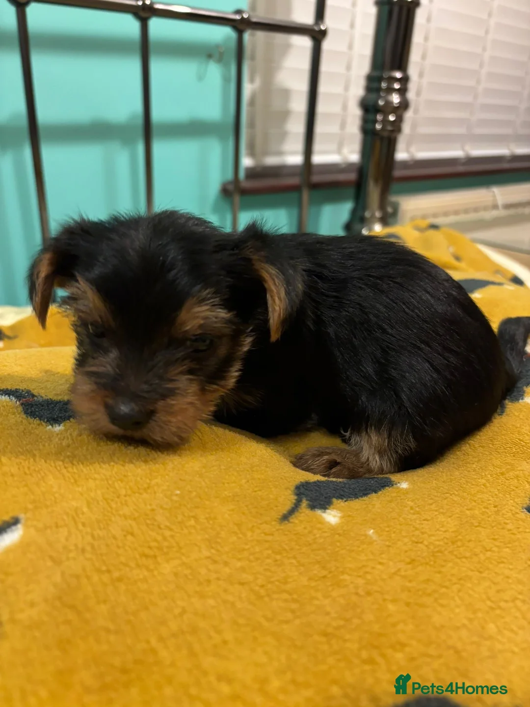 Yorkshire Terrier dogs for sale: 4 Stunning Miniature Yorkshire terriers for sale  - Advert 2