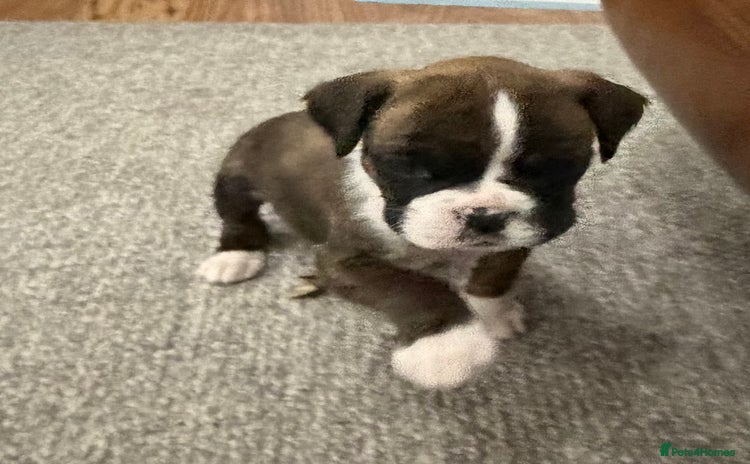 Boxer dogs Boxer puppies  - Advert 3