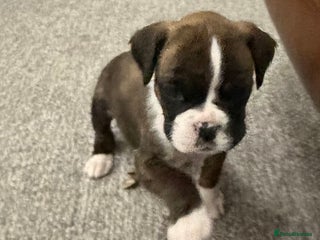 Boxer dogs Boxer puppies - Advert 2