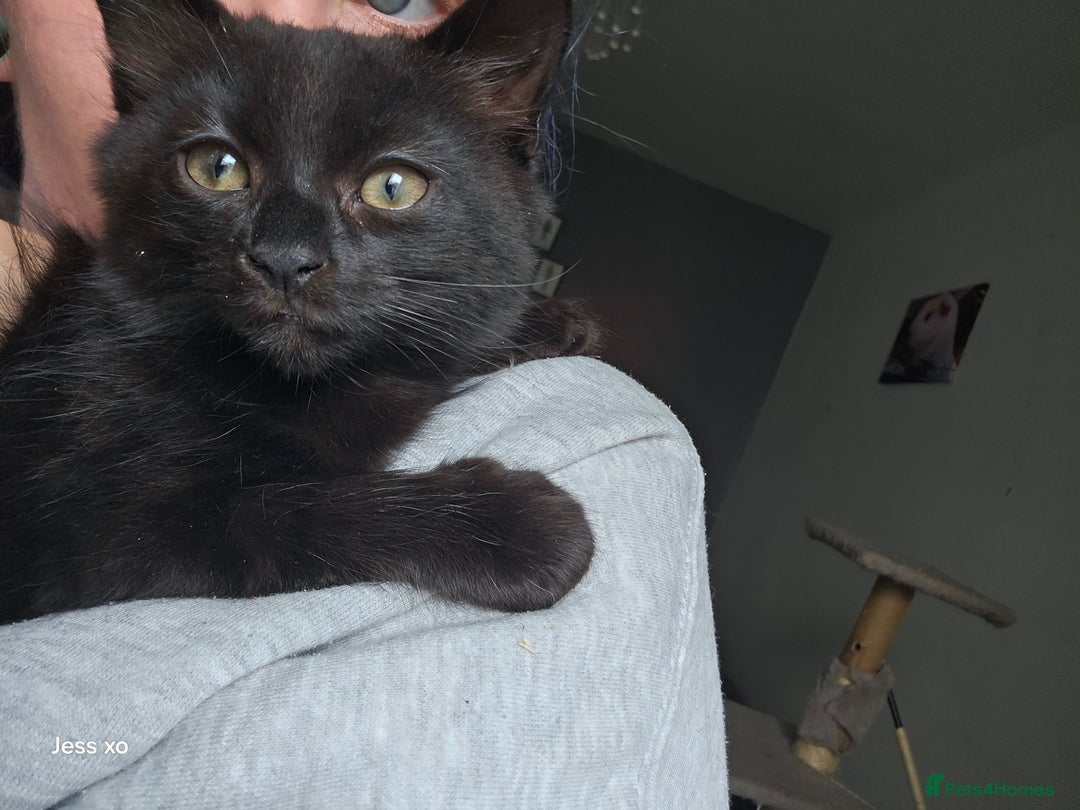 Mixed Breed cats for sale: Mid & long hair black kittens - Image 7