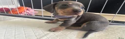 Dachshund dogs for sale: 9 amazing dapple dachshund puppys  - Advert 17