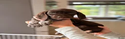 German Shorthaired Pointer dogs for sale: German shorthaired pointers  - Advert 5