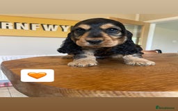 Cocker Spaniel dogs for sale: KC reg & H/Tested Show Cocker Spaniels - Image 5