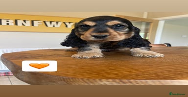 Cocker Spaniel dogs - Advert 5