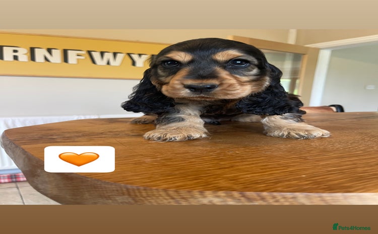 Cocker Spaniel dogs - Advert 2