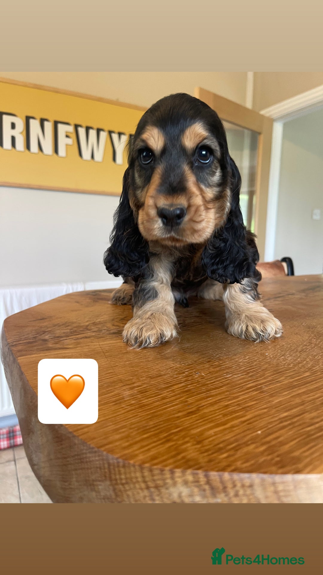 Cocker Spaniel dogs for sale: KC reg & H/Tested Show Cocker Spaniels - Image 5