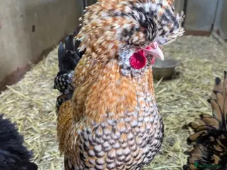 Chickens poultry Purebred Polish Poland Bantam Hatching Egg - Advert 1