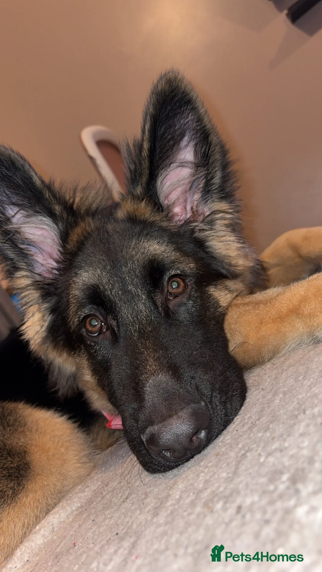 German Shepherd dogs for sale: 8 month old gsd  in Sudbury - Advert 3