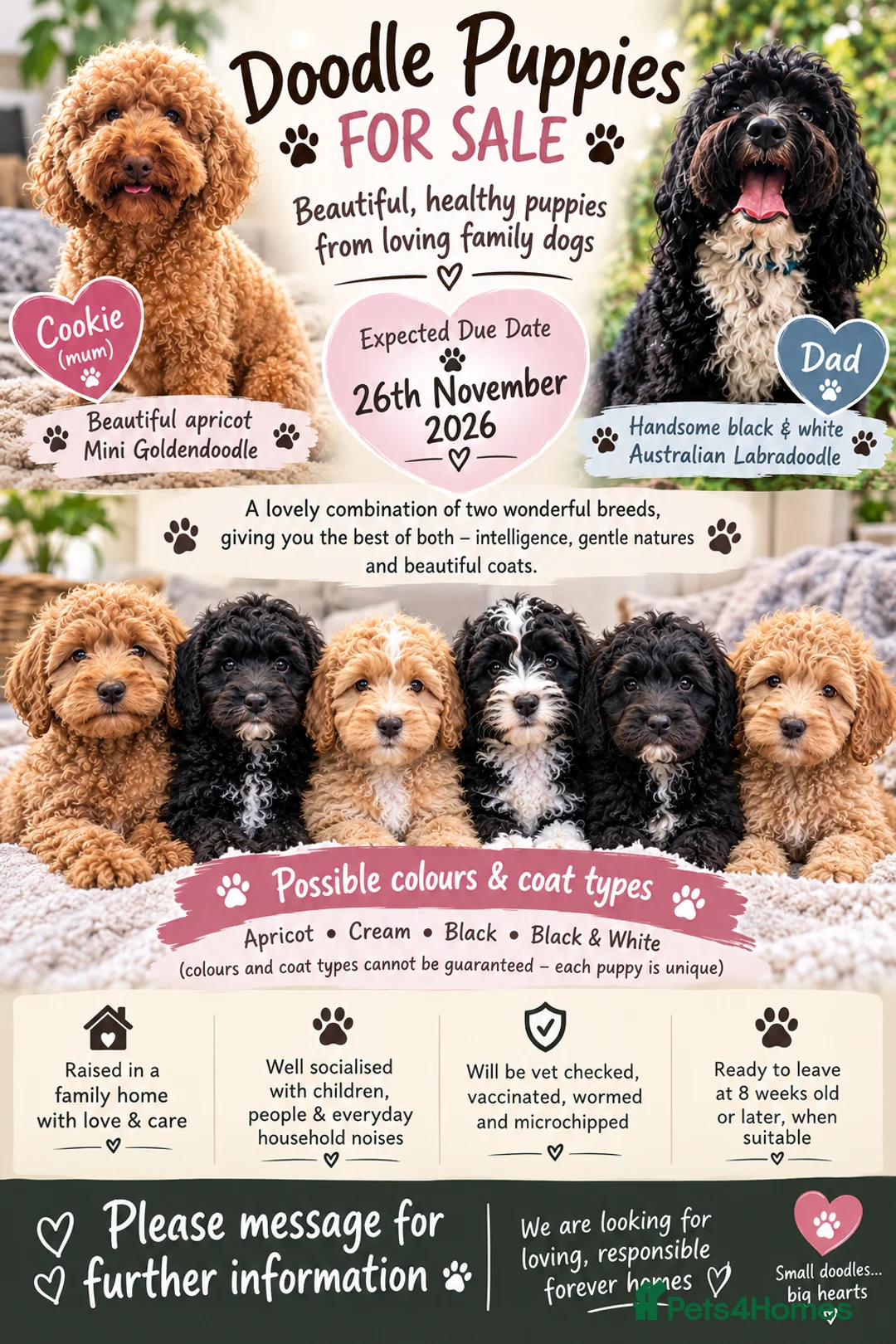 Mixed Breed dogs for sale: DOUBLE DOODLE GOLDEN AUSTRALIAN LABRADOODLE in Glasgow - Advert 1